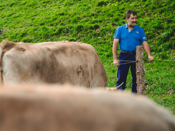 éleveurs avec des vaches